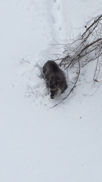 みんなの投稿詳細 カモシカさん ᆺ もご来場 苗場スキー場 新潟県のスキー場情報サイト 新潟スノーファンクラブ みんなの投稿詳細 カモシカさん ᆺ もご来場 苗場スキー場 新潟県のスキー場情報サイト 新潟スノーファンクラブ