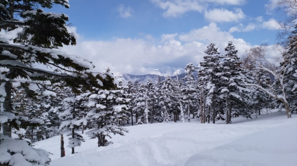 みんなの投稿詳細 林間エキスパートコース かぐらスキー場 新潟県のスキー場情報サイト 新潟スノーファンクラブ