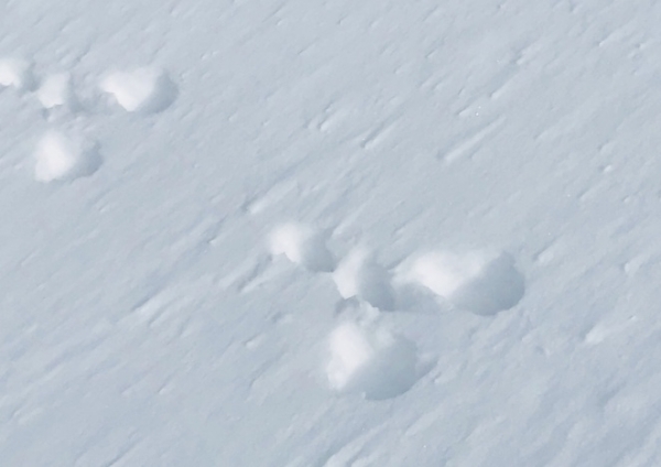 みんなの投稿詳細 ウサギの足跡 石打丸山スキー場 新潟県のスキー場情報サイト 新潟スノーファンクラブ みんなの投稿詳細 ウサギの足跡 石打丸山スキー場 新潟県のスキー場情報サイト 新潟スノーファンクラブ