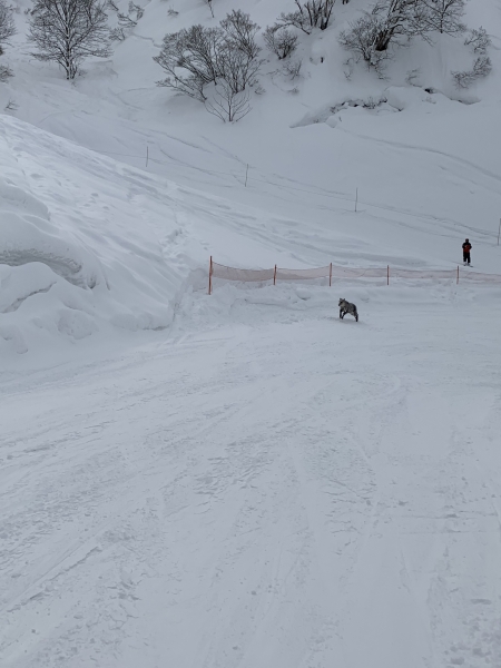 みんなの投稿詳細 ゲレンデで日本カモシカと遭遇 舞子スノーリゾート 新潟県のスキー場情報サイト 新潟スノーファンクラブ みんなの投稿詳細 ゲレンデで日本カモシカと遭遇 舞子スノーリゾート 新潟県のスキー場情報サイト 新潟スノーファンクラブ
