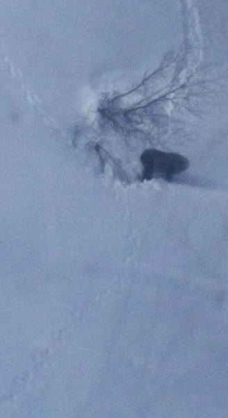 みんなの投稿詳細 カモシカ発見したよー 舞子スノーリゾート 新潟県のスキー場情報サイト 新潟スノーファンクラブ みんなの投稿詳細 カモシカ発見したよー 舞子スノーリゾート 新潟県のスキー場情報サイト 新潟スノーファンクラブ