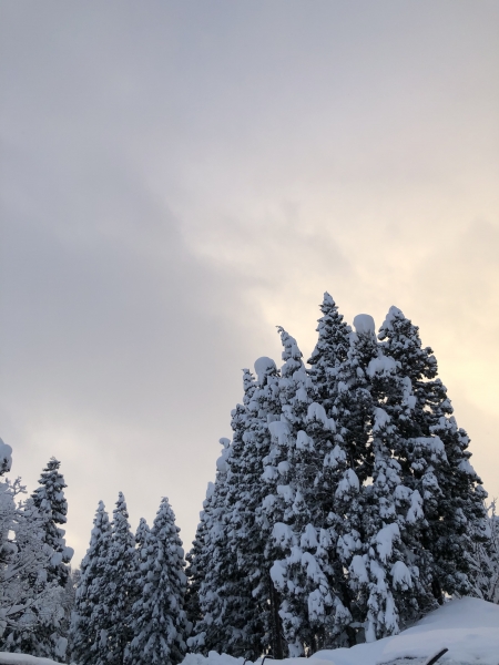 みんなの投稿詳細 白銀の世界 上越国際スキー場 新潟県のスキー場情報サイト 新潟スノーファンクラブ