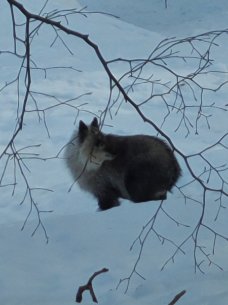 みんなの投稿詳細 迷い混んだカモシカ 湯沢中里スノーリゾート 新潟県のスキー場情報サイト 新潟スノーファンクラブ みんなの投稿詳細 迷い混んだカモシカ 湯沢中里スノーリゾート 新潟県のスキー場情報サイト 新潟スノーファンクラブ